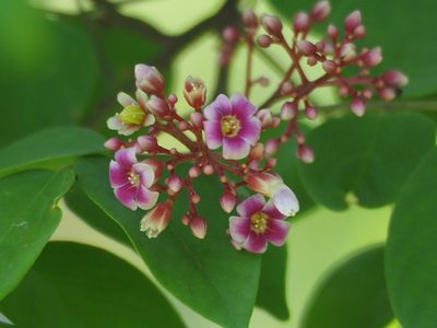 Averrhoa carambola, photographed by 葉子