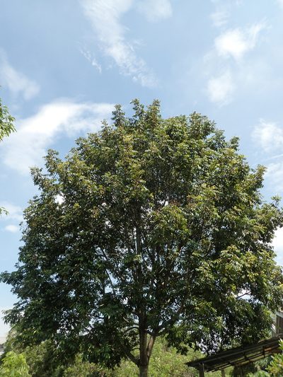 Canarium subulatum, photographed by 葉子