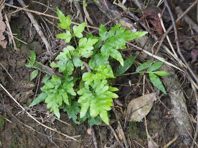 Pteris ensiformis, photographed by 葉子