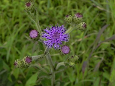 Adenoon indicum, photographed by S.MORE