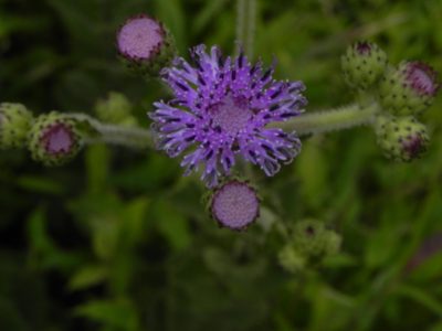 Adenoon indicum, photographed by S.MORE