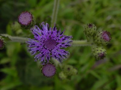 Adenoon indicum, photographed by S.MORE