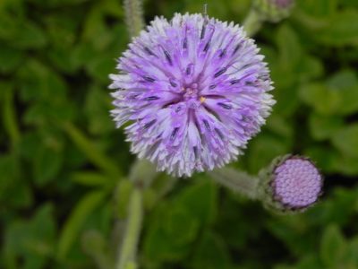 Adenoon indicum, photographed by S.MORE