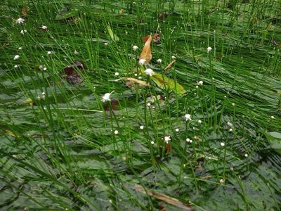 Eriocaulon breviscapum, photographed by S.MORE