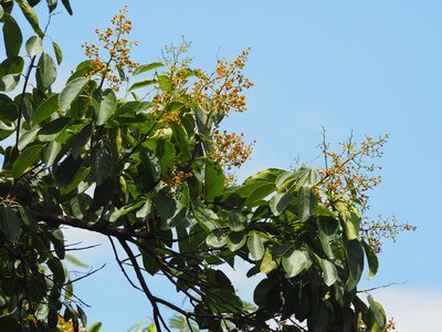 Ehretia acuminata, photographed by 葉子