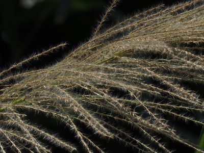 Miscanthus floridulus, photographed by 葉子