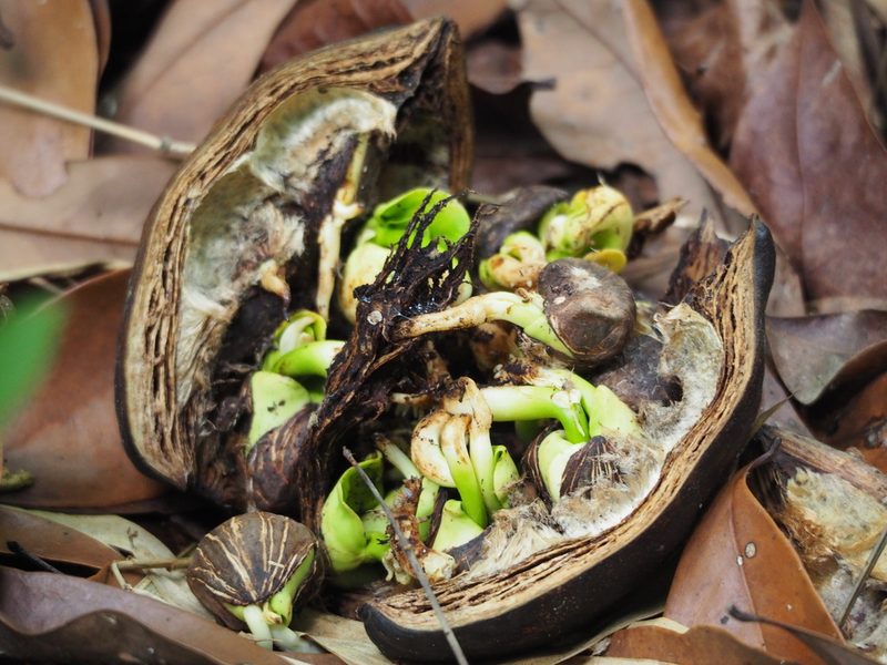 Pachira glabra, photographed by 葉子