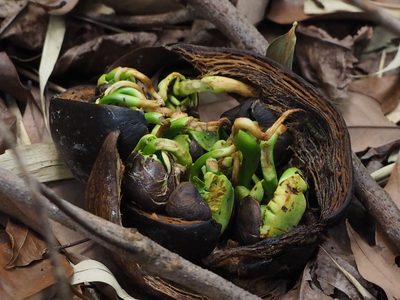 Pachira glabra, photographed by 葉子