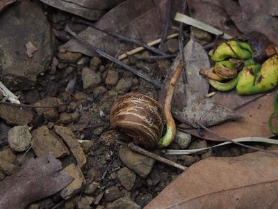 Pachira glabra, photographed by 葉子