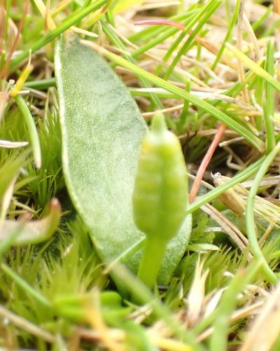 Ophioglossum lusitanicum, photographed by corunastylis