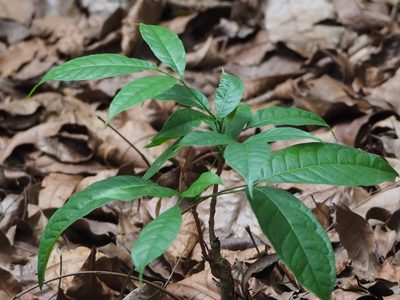 Swietenia macrophylla, photographed by 葉子