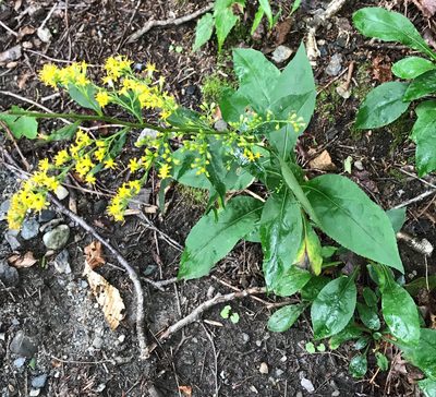 Solidago arguta, photographed by er-birds