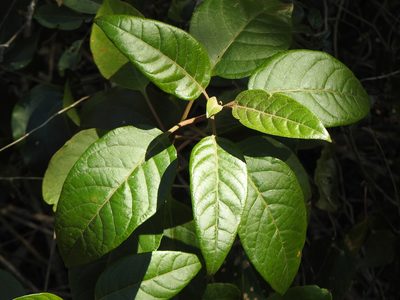 Deeringia arborescens, photographed by Greg Tasney