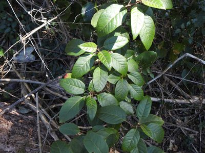 Deeringia arborescens, photographed by Greg Tasney