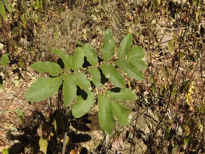 Cupaniopsis tomentella, photographed by Greg Tasney