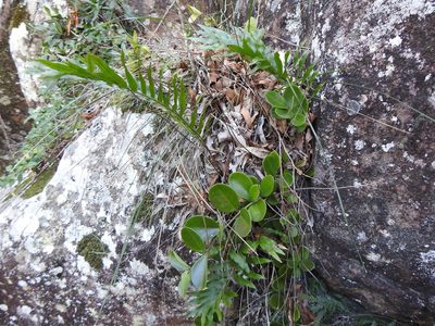 Hoya australis, photographed by Greg Tasney