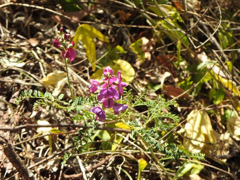 Swainsona queenslandica, photographed by Greg Tasney