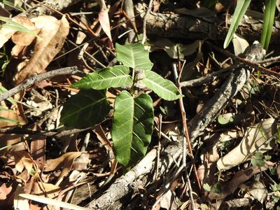 Leichhardtia lloydii, photographed by Greg Tasney