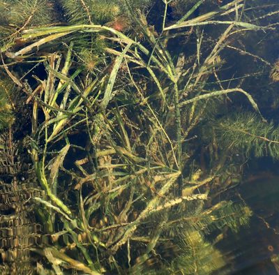 Potamogeton zosteriformis, photographed by Mary Krieger