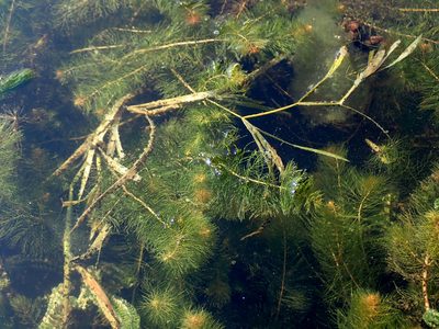 Potamogeton zosteriformis, photographed by Mary Krieger