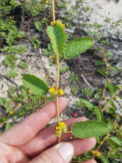 Waltheria bahamensis, photographed by Scott Ward