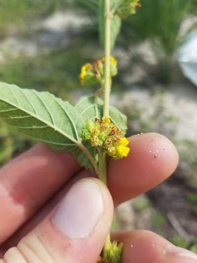 Waltheria bahamensis, photographed by Scott Ward