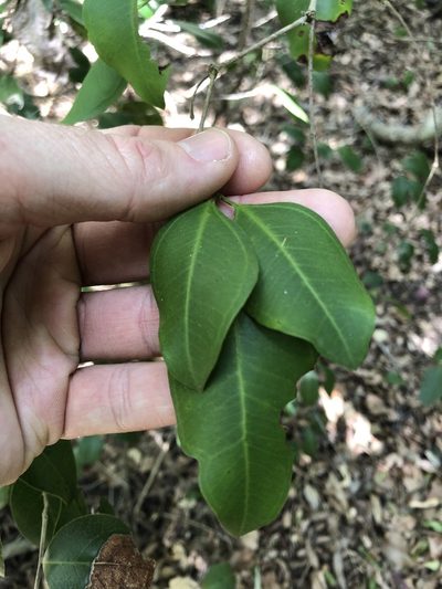 Rhodamnia dumicola, photographed by Greg Tasney