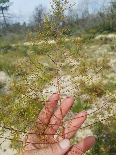 Lechea sessiliflora, photographed by Scott Ward