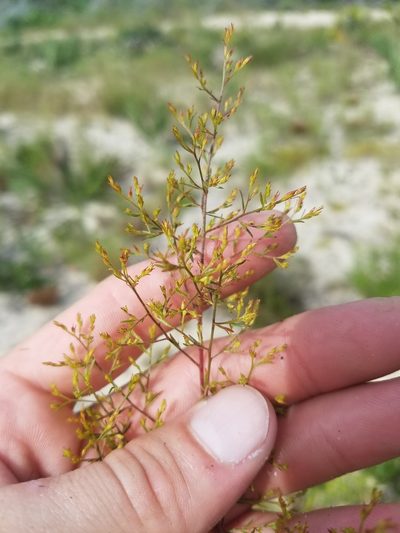 Lechea sessiliflora, photographed by Scott Ward