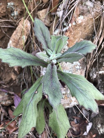 Gynura drymophila, photographed by Greg Tasney