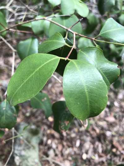 Rhodamnia dumicola, photographed by Greg Tasney