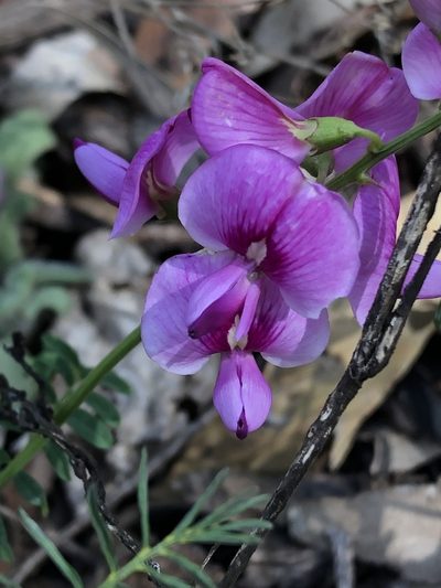 Swainsona queenslandica, photographed by Greg Tasney