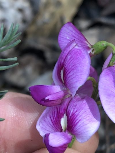Swainsona queenslandica, photographed by Greg Tasney