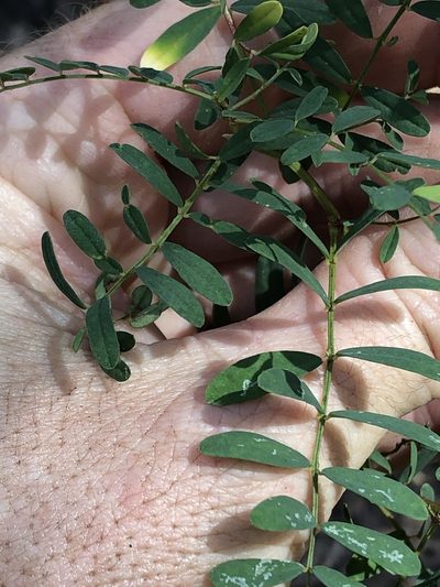 Swainsona queenslandica, photographed by Greg Tasney