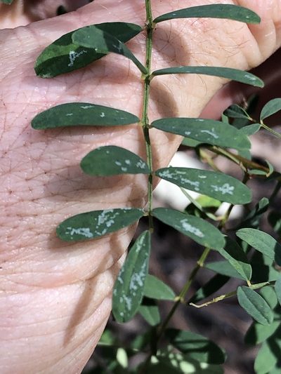 Swainsona queenslandica, photographed by Greg Tasney