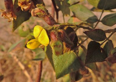 Rhynchosia resinosa, photographed by i_c_riddell