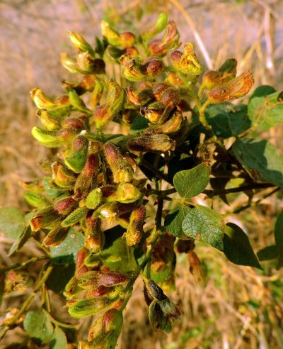 Rhynchosia resinosa, photographed by i_c_riddell