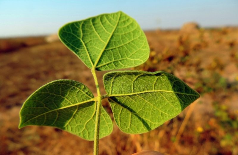 Rhynchosia resinosa, photographed by i_c_riddell