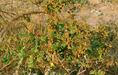 Rhynchosia resinosa, photographed by i_c_riddell