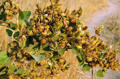 Rhynchosia resinosa, photographed by i_c_riddell