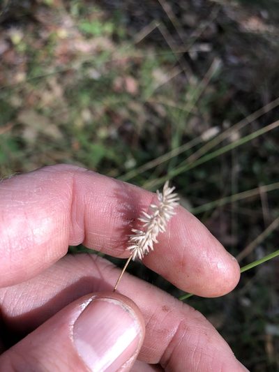 Enneapogon lindleyanus, photographed by Greg Tasney