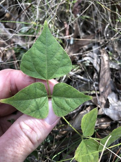 Rhynchosia acuminatissima, photographed by Greg Tasney