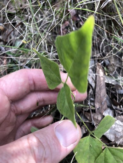 Rhynchosia acuminatissima, photographed by Greg Tasney