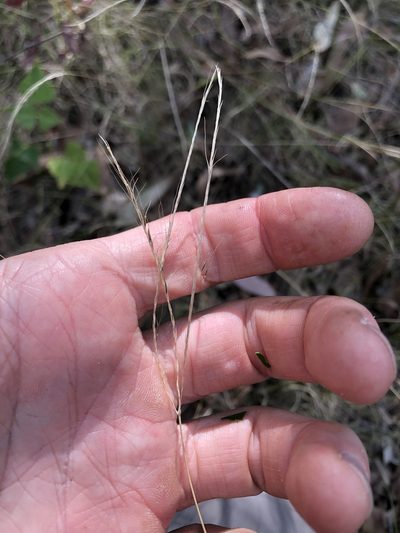 Chloris divaricata, photographed by Greg Tasney