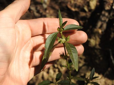Justicia hygrophiloides, photographed by Greg Tasney