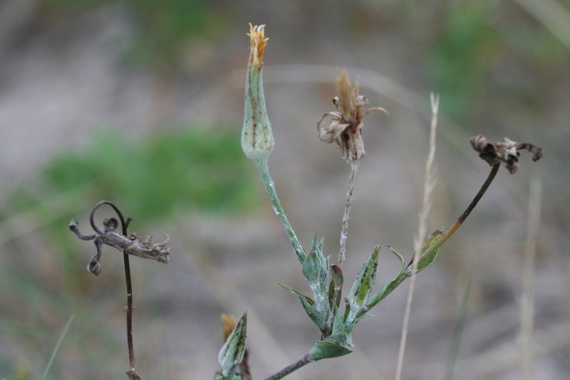 Tragopogon heterospermus, photographed by Edmundas Greimas
