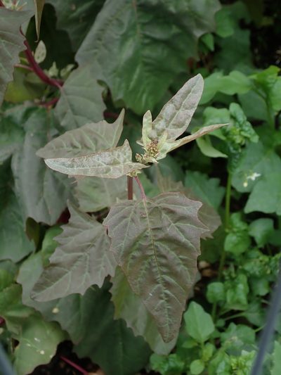 Atriplex hortensis, photographed by Daniel Cahen