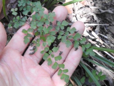 Adiantum atroviride, photographed by Greg Tasney
