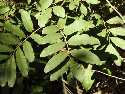 Cupaniopsis tomentella, photographed by Greg Tasney