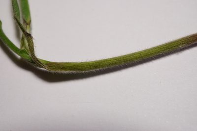 Bromus benekenii, photographed by Patrick Hacker
